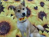 がんばったよー「パピートリミング【どっぐさろんあきゅ　小型犬専門　トリミング　ペットサロン　京都市南区上鳥羽】」
