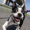 保護犬ダイスとの暮らしから。時間がかかっても、ちゃんと心は通じ合います