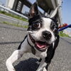 保護犬ダイスとの暮らしから。時間がかかっても、ちゃんと心は通じ合います