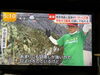暑い続きます…🧑‍🌾「☆カラフル野菜の小山農園『newsイット!』無事にオンエア📺☆」