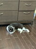 女探偵うさぎ🐇です。今日も元気です。「1995年の創業から育んだ確かな探偵力で必ず「あなた」の抱えている問題を解決致します。無理な営業は一切致しません。ご安心下さい。」