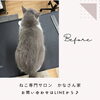 岡山猫専門サロン　震えが止まらなかった