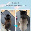 ねこ専門サロン　大人気サマーカット！