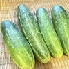 信州の伝統野菜『開田きゅうり』入荷します！道の駅木曽福島