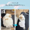 ねこ専門サロン　緊急🚨サマーカット！