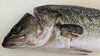 魚介の魅力溢れる逸品「活締めスズキが届きました」