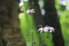 「咲き乱れる今こそ、花暦のクライマックス」