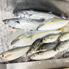 本日の仕入れ魚、鮮度ばつぐんです