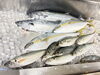 獲れたて鮮魚を味わう日々「本日の仕入れ魚、鮮度ばつぐんです」