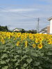 自宅近くの向日葵畑です。太陽に向いて咲いていました。「1995年の創業から育んだ確かな探偵力で必ず「あなた」の抱えている問題を解決致します。無理な営業は一切致しません。ご安心下さい。」