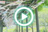 「【ショート動画公開情報㉞】夢風鈴～神代和紙に願いを込めて～」