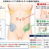 あなたの血流、お腹でチェック！