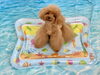エマちゃん「波とわんこ🌊」