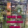 明日8月8日（土）SUMMER SALE開催します🪴
