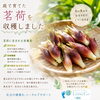 ~採れたて！みょうが～心と体に元気をお裾分け