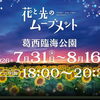 葛西臨海公園のひまわり畑が見頃に！夕方ライトアップも開催中