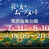 葛西臨海公園のひまわり畑が見頃に！夕方ライトアップも開催中