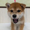 🐶【新しい家族をお探しの方へ】かわいい柴犬の女の子が仲間入りしました♪