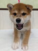 元気いっぱいな女の子です🐾「🐶【新しい家族をお探しの方へ】かわいい柴犬の女の子が仲間入りしました♪」