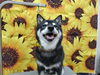 カメラ目線ばっちり「首まわりすっきりしたね【どっぐさろんあきゅ　小型犬専門　トリミング　ペットサロン　京都市南区上鳥羽】」
