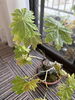 「趣味　観葉植物　ハウチワカエデ　エバーフレッシュ　生命の決まり事　基礎代謝　【荒川区/東日暮里　フィーリングス日暮里整体院 】」
