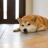 柴犬は暑さに強い？実は注意したい夏のお散歩ポイント