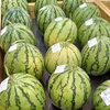 新居浜産スイカがごろごろ♪夏のデザートにどうぞ！