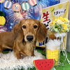 当店ブリーディングの子犬たちをご紹介します♪