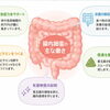 今日は昨日の続きで「腸内細菌が皆さんのダイエットとフィットネスを左右する理由　その２」についてお話させて頂きます。