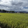 香川の田園風景と猫たちに癒されました