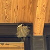 もうすぐ巣立つ？ツバメのヒナ🐣