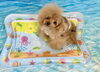 ダリくん「波とわんこ🌊」