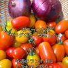 今週のランチ用ミニトマトを収穫してきました🍅