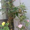 バラの花が咲いています❗️