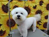 夏の日差しに輝く、丸いアフロヘア「お風呂チェンジ【どっぐさろんあきゅ　小型犬専門　トリミング　ペットサロン　京都市南区上鳥羽】」