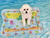 チップくん「波とわんこ🌊」