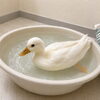 コールダックのお留守番ってどうするの？🦆