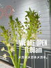 「本日も11時OPEN👓✨」