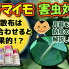 サツマイモの防除体系! 多収性を目指すために適切な作業時期をご提案します。　たねのハシモトミヤ