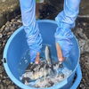 あかとんぼとcoco虹さん☆大滝山県民いこいの森キャンプ場で魚のつかみ取りとBBQをしたよ🐟《子どもたちのお困り事を解決！高松市の児童発達支援・放課後等デイサービス》