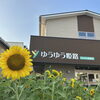 駐車場にヒマワリが咲きました