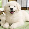 🐶D&C PAD 犬猫対応畳🐱 オフィシャルショップです！