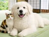 「🐶D&C PAD 犬猫対応畳🐱 オフィシャルショップです！」