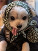 看板犬の小鉄「御用」