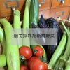 畑で採れた夏野菜でつくる、からだ想いの一皿