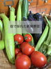 採れたて野菜✨「畑で採れた夏野菜でつくる、からだ想いの一皿」
