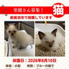【愛媛県新居浜市】里親募集のお知らせ！