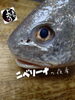 「皆様、こんにちは
本日はニベ刺身がイチオシです☆
週末は地酒や逸品メニューとご一緒に一杯いかがでしょうか？
皆様のご来店心よりお待ち申し上げております♪」