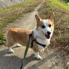 ドッグホテル