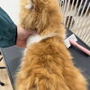 岡山猫専門サロン　お手入れ難民集まれ〜！